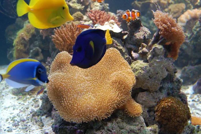 Aquarium Quest Picture 5