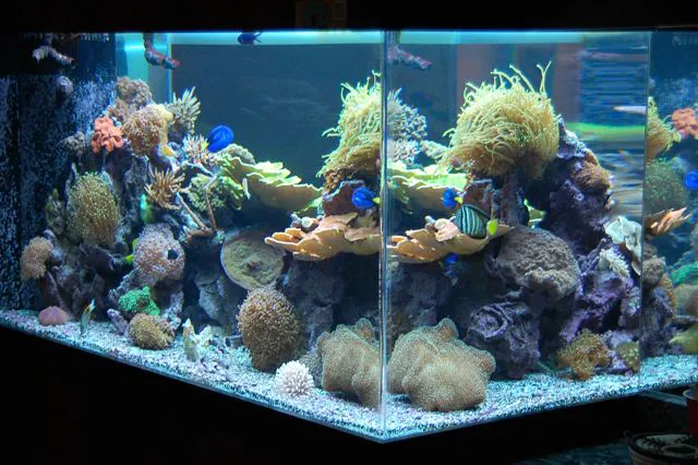 Aquarium Quest Picture 8