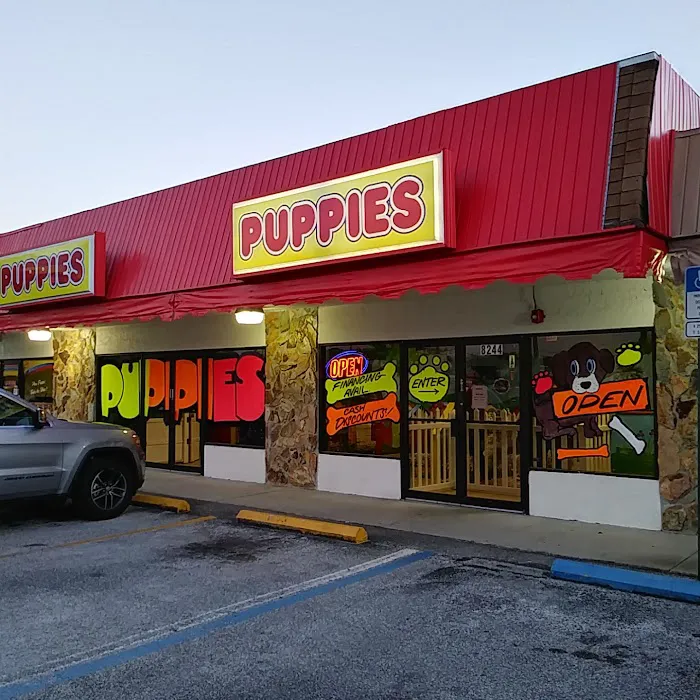 Puppies St Pete Picture 6