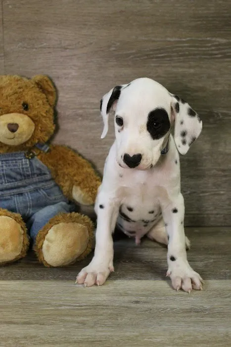 Puppies St Pete Picture 7