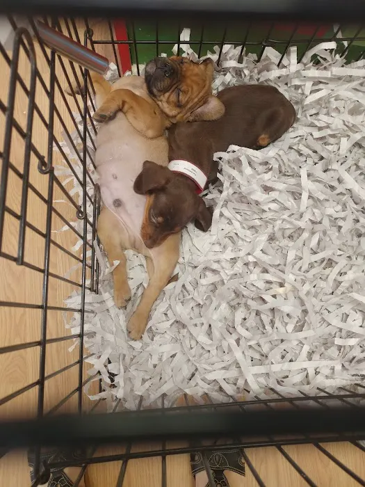 Puppies St Pete Picture 5