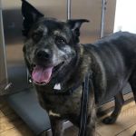 Advanced Veterinary Care
