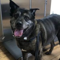 Advanced Veterinary Care ico