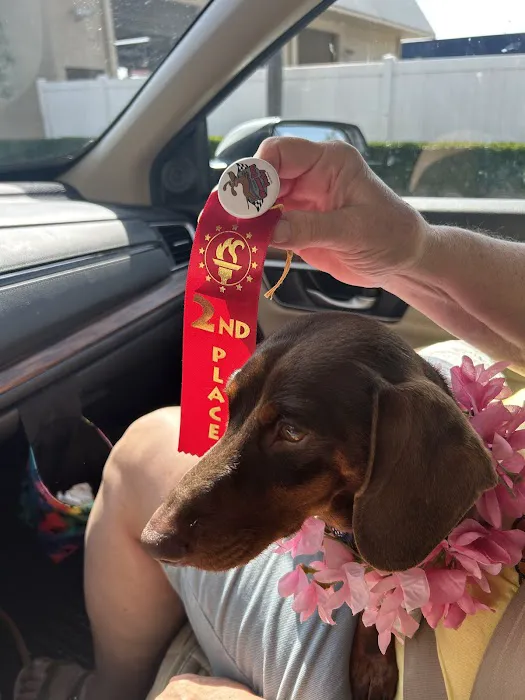 FloriDachs Miniature Dachshunds Picture 8