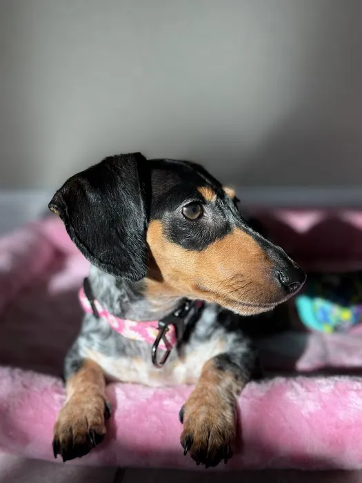 FloriDachs Miniature Dachshunds Picture 7