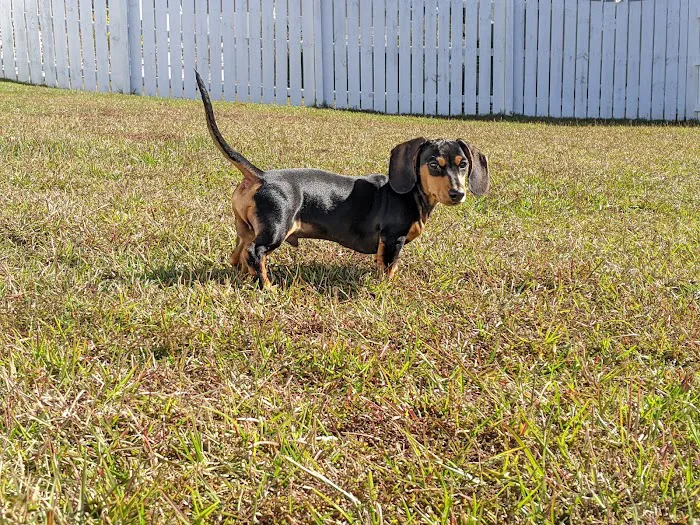 FloriDachs Miniature Dachshunds Picture 9
