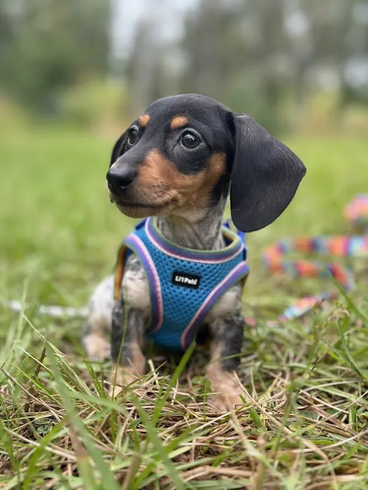 FloriDachs Miniature Dachshunds Picture 6