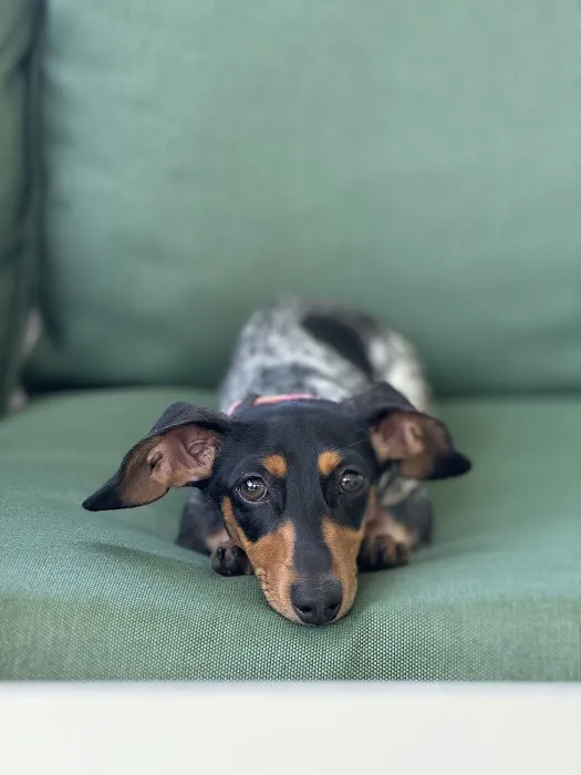 FloriDachs Miniature Dachshunds Picture 1
