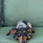 FloriDachs Miniature Dachshunds