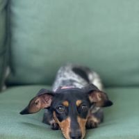 FloriDachs Miniature Dachshunds ico