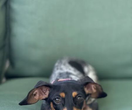 FloriDachs Miniature Dachshunds