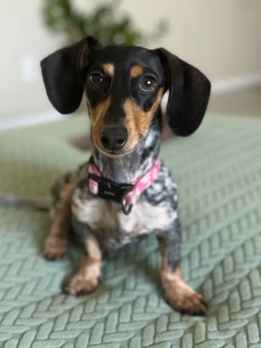 FloriDachs Miniature Dachshunds Picture 3