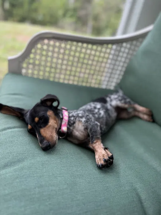 FloriDachs Miniature Dachshunds Picture 2