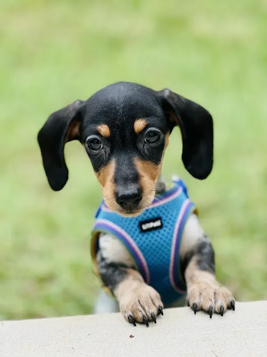 FloriDachs Miniature Dachshunds Picture 4