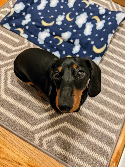 FloriDachs Miniature Dachshunds Picture 10