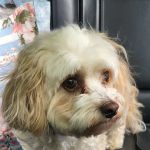 Avon Veterinary Clinic: Morganti Thomas D DVM