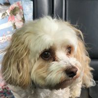 Avon Veterinary Clinic: Morganti Thomas D DVM ico