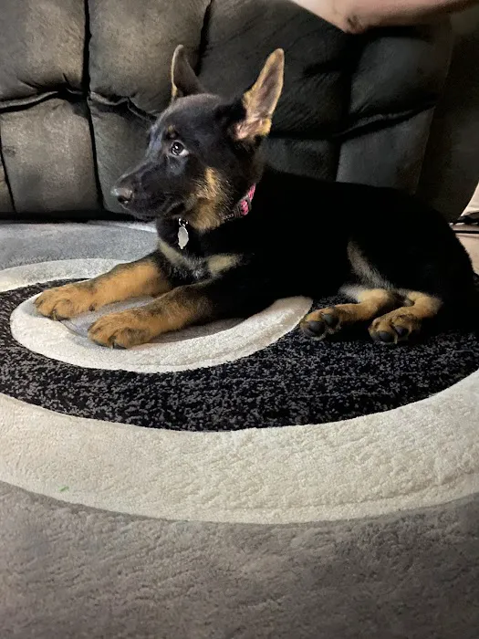 Petland Largo Picture 10