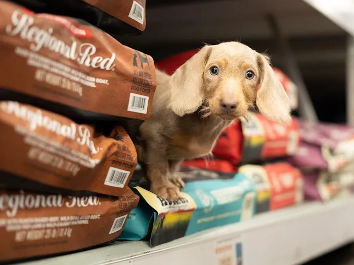 Petland Largo Picture 8