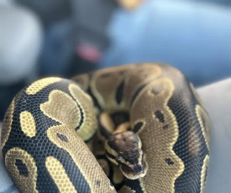 Indigo Reptile Co.