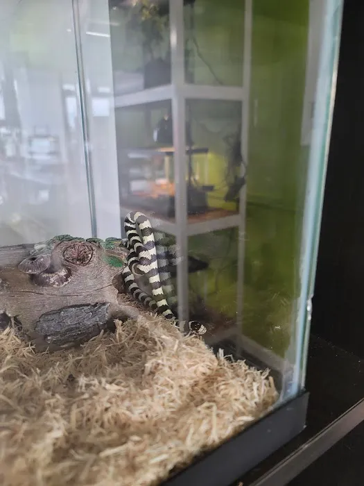 Indigo Reptile Co. Picture 3