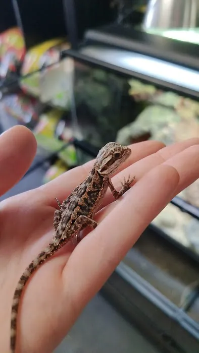Indigo Reptile Co. Picture 10