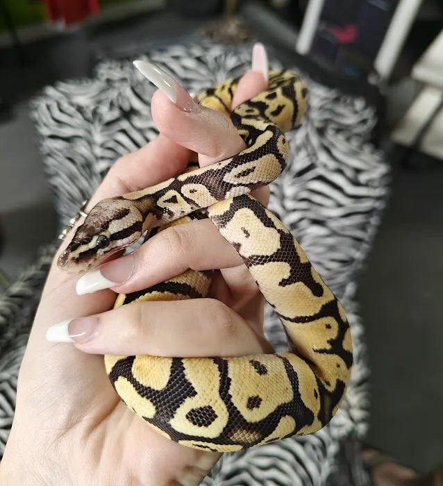 Indigo Reptile Co. Picture 5