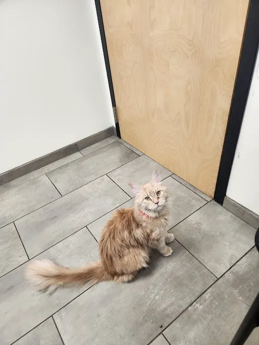 VCA Old Canal Animal Hospital Picture 1