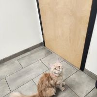 VCA Old Canal Animal Hospital ico