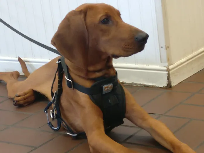VCA Old Canal Animal Hospital Picture 2