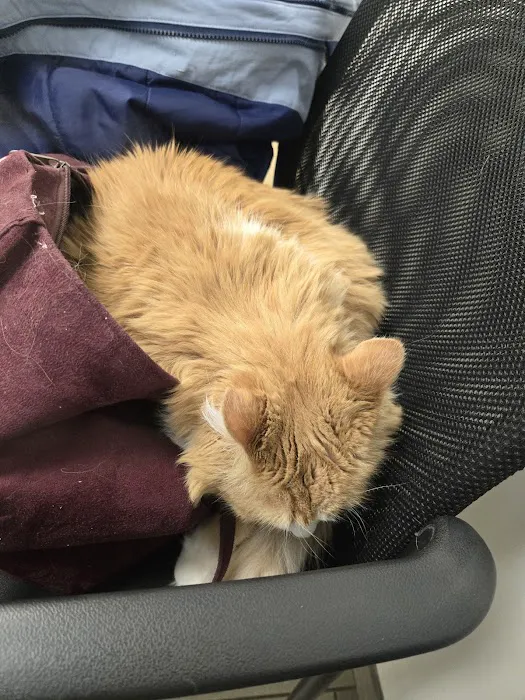 VCA Old Canal Animal Hospital Picture 8