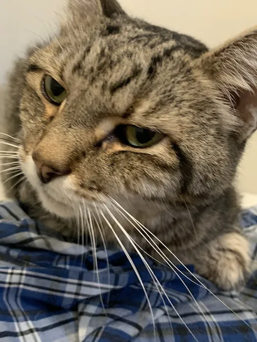 Veterinary Urgent & Well Care Center Of Plainville Picture 5