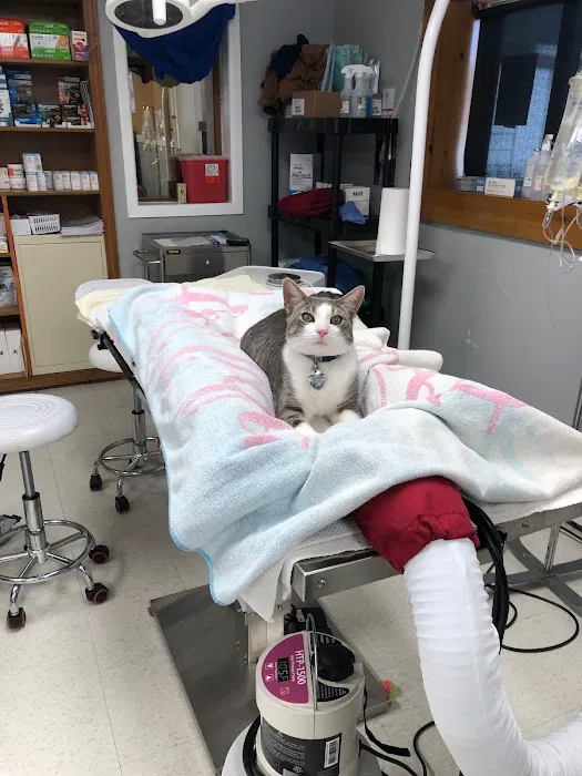 Veterinary Urgent & Well Care Center Of Plainville Picture 9