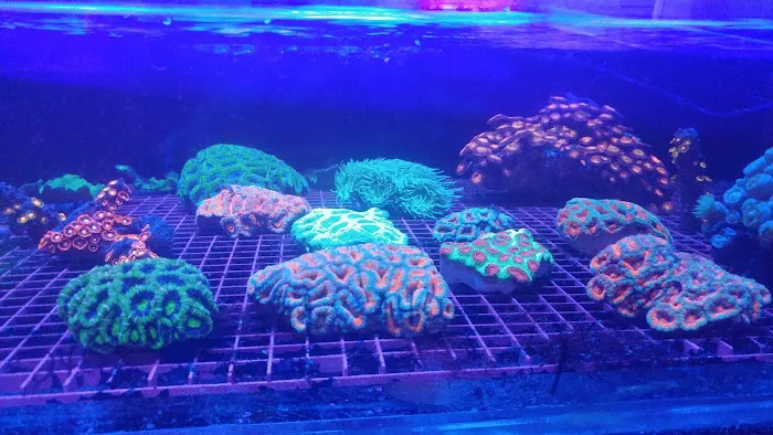 A Tropical Reef Picture 1