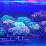 A Tropical Reef