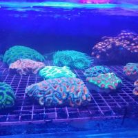 A Tropical Reef ico