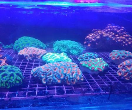 A Tropical Reef