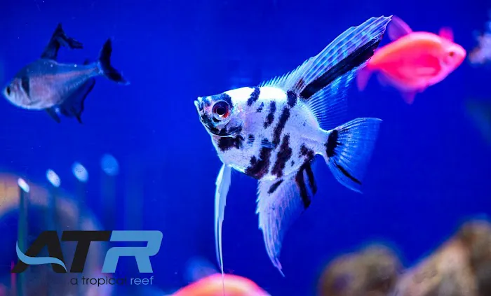 A Tropical Reef Picture 8