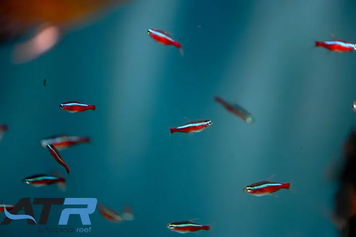A Tropical Reef Picture 10
