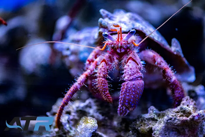 A Tropical Reef Picture 9