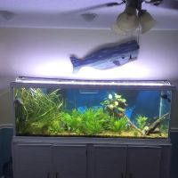 A&R Aquariums ico