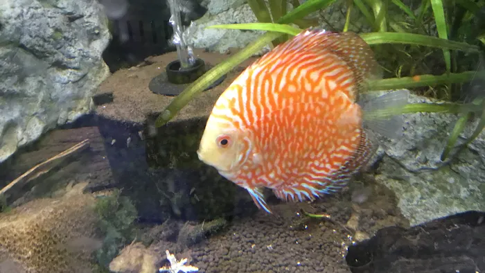 A&R Aquariums Picture 10