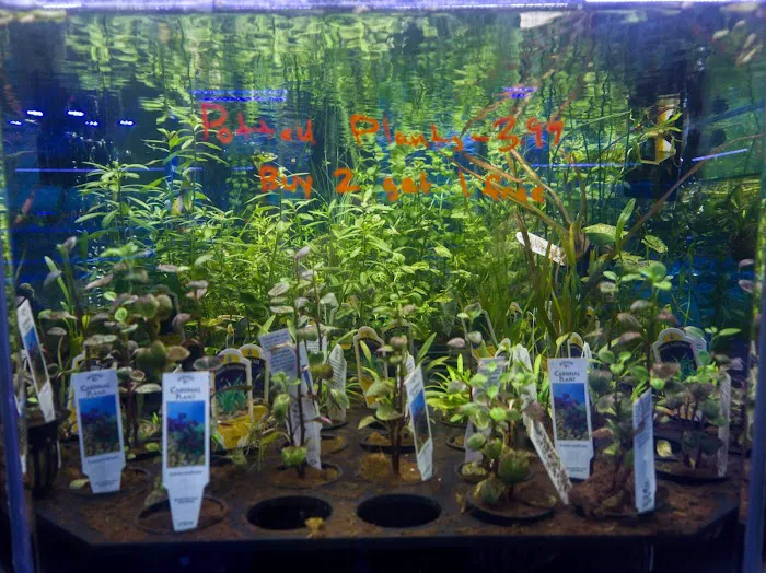 A&R Aquariums Picture 9