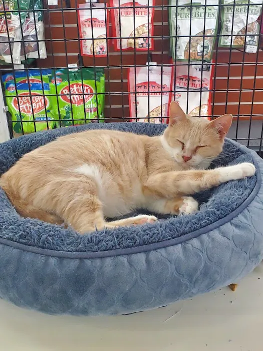Pet Supermarket Picture 5