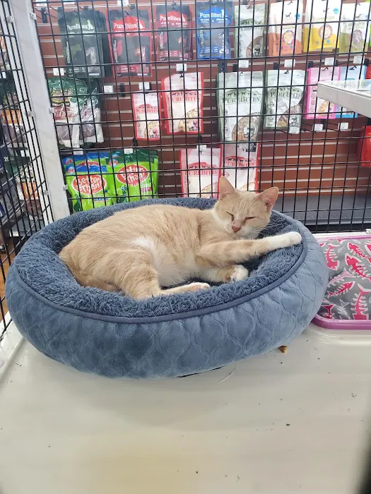 Pet Supermarket Picture 8