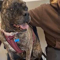 Banfield Pet Hospital ico