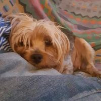Southington Veterinary Associates ico