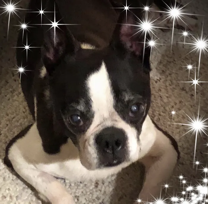Apple Valley Veterinarians, LLC Picture 8