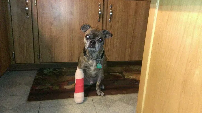 Apple Valley Veterinarians, LLC Picture 3