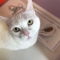 Apple Valley Veterinarians, LLC ico